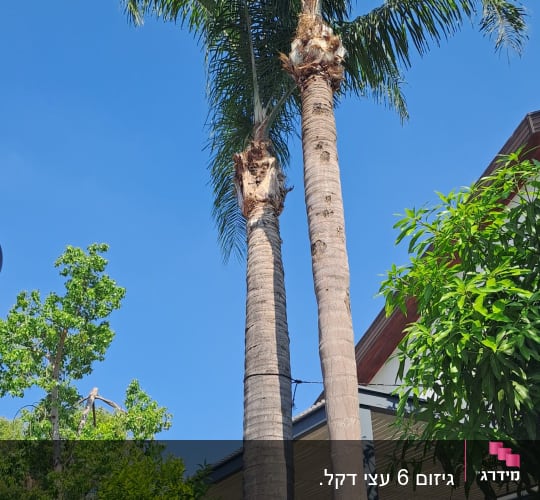 שני עצי דקל גזומים עם גזעים חשופים